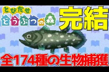 新作発売までに174種類の生物を全て捕まえ最強の博物館を爆誕させる #完【とびだせどうぶつの森】