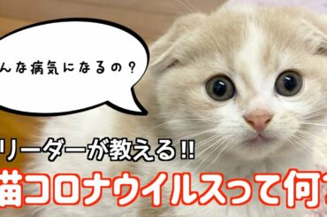 【ブリーダーが教える】知らないと怖い！猫コロナウイルスからなるFIPについて！症状、予防法お話しします