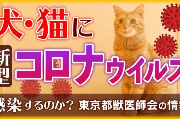 本当に大丈夫？新型コロナウイルスは犬や猫と人の間でうつるのか？2020年4月8日時点の東京都獣医師会からの情報 [4K]