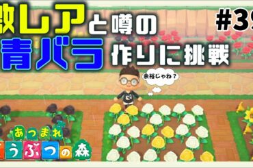 【あつ森】青バラを咲かせよう #39【あつまれどうぶつの森】