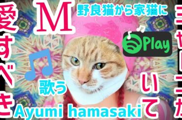 浜崎あゆみ ドラマ M 愛すべき人がいて TO BE 歌ってみた 野良猫の子猫が家猫になるまで 茶トラ猫みゃーこが保護猫になった歌 cat kitten ayumi hamasaki