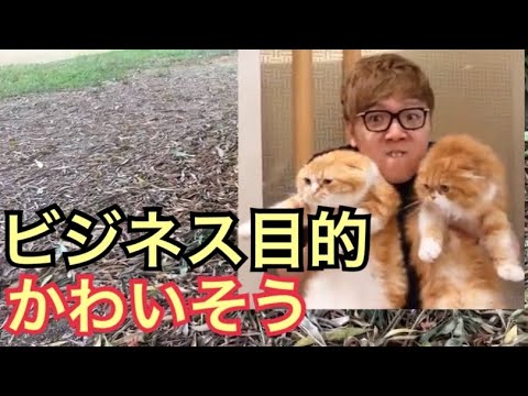 ヒカキンの飼い猫はビジネス目的でしょ Hikakin 佐藤健 コラボ 炎上 ボイパ まるお もふこ 芸能人 出演 家 Yayafa