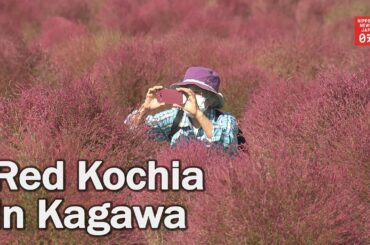 Red kochia leaves attract visitors in western Japan