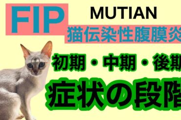 どのタイプにも共通する症状FIP 猫伝染性腹膜炎 初期 中期 後期　猫コロナウイルス