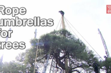 Trees get rope umbrellas at Japanese garden