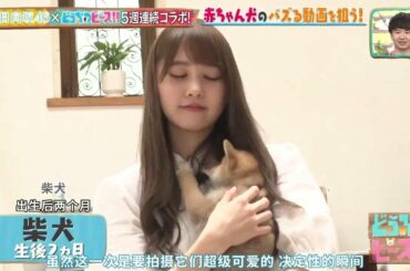 【日向坂46】加藤史帆 & 佐々木美玲「あなたはかわいい犬が好きですか」