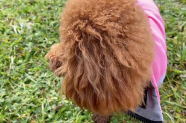 トイプードル🐩宇野トロのスイス紀行🇨🇭 ただ遊んでるだけ‼️