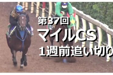 【1週前追い切り】2020 第37回 マイルCS 調教【競馬】