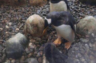 #1-24 Dec 2020 Gentoo penguin at Adventure world, Japan