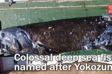 Colossal deep sea fish named after Yokozuna