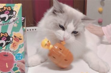 飛び出すビックリおもちゃ飛ブーに何が起こったのか記憶にございません猫はこちらです…w