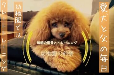 【愛犬の父と幼稚園の使い分け】父への塩っぷりが改善せず。。。  #ドッグスクールシェリー #トイプードル生活 #宇野昌磨 #宇野樹 #Uno1ワンチャンネル #アスリートと愛犬