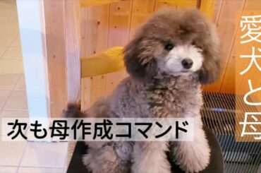 【母と愛犬】 母に懐いていないEmmaがどこまでコマンドを実行するか‼️  #トイプードル生活 #宇野昌磨 #宇野樹 #Uno1ワンチャンネル #アスリートと愛犬