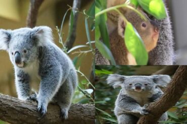 Koalas: Nanami Siblings