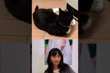 インスタライブ新垣結衣見知らぬ猫乱入するも油断してしまう Yayafa